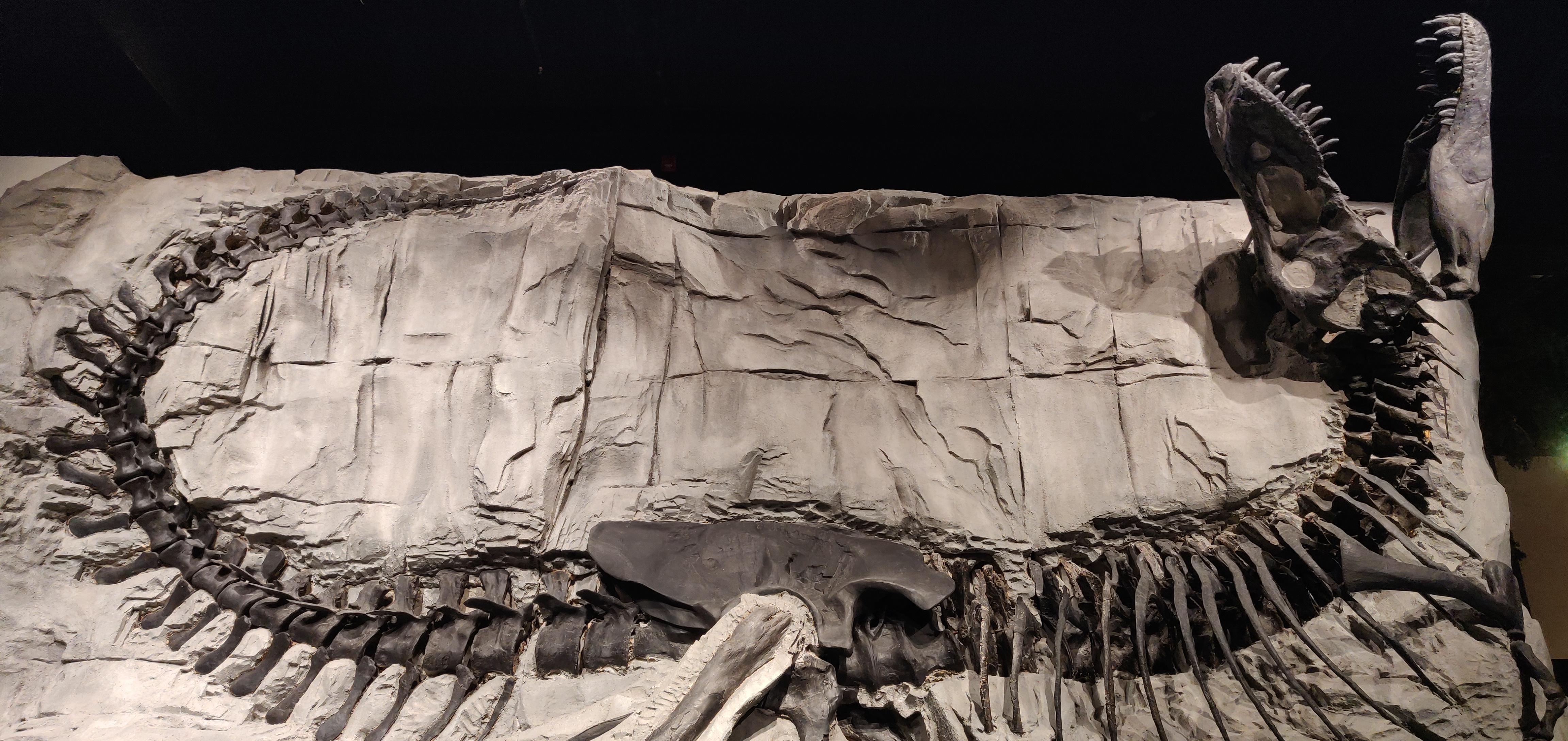 A T-Rex fossil from the Royal Tyrrell Museum